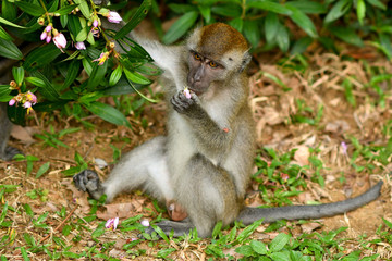 Asia wild monkeys eating food