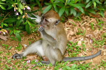 Asia wild monkeys eating food