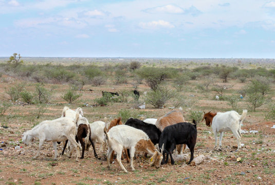 Goats on overgrazed land inAfrica