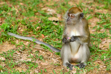 Asia wild monkeys eating food