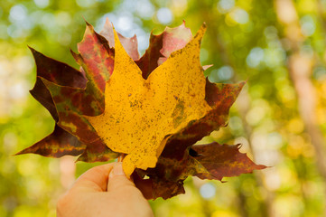 Jesienny kolorowy liść