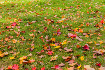 Jesienne kolorowe liście na trawie 