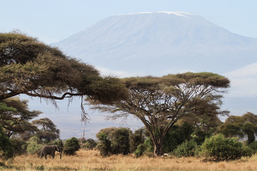 Kilimanjaro