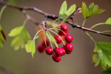 Weißdorn (Crataegus monogyna und Crataegus laevigata) 
