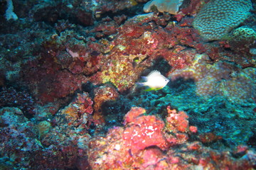 Fototapeta na wymiar Underwater Fiji