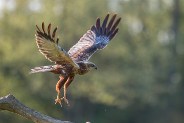 Birds of prey - Marsh Harrier (Circus aeruginosus), landing