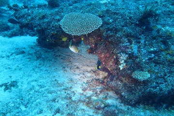 Underwater Fiji