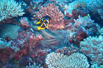 Underwater Fiji © androse