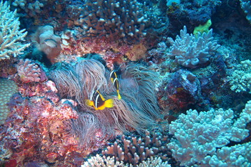 Underwater Fiji © androse