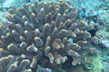 Underwater Fiji © androse