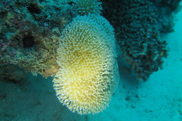 Underwater Fiji © androse