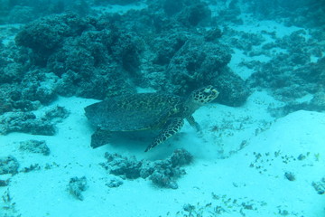 Underwater Fiji © androse