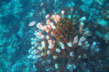 Underwater Fiji © androse