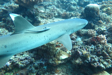 Underwater Fiji © androse