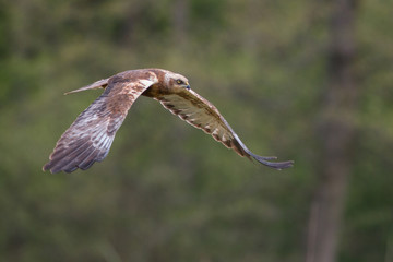 Birds of prey - Marsh Harrier (Circus aeruginosus), landing