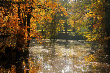golden trees in autumn park above the water