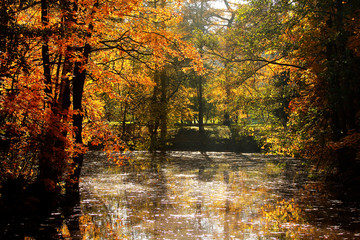 Fototapeta na wymiar golden trees in autumn park above the water