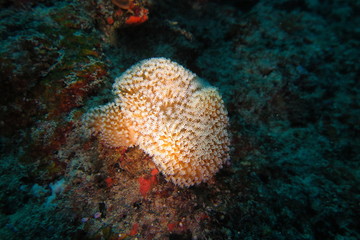Fototapeta na wymiar Underwater Fiji