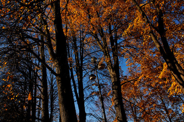 Obraz premium golden leaves in autumn park