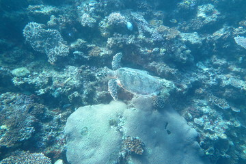 Underwater Fiji © androse