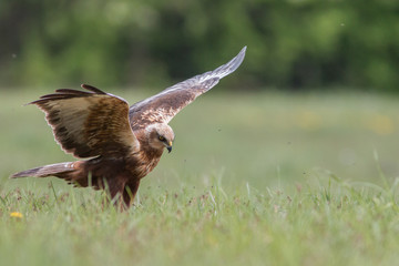 Obraz premium Birds of prey - Marsh Harrier (Circus aeruginosus), landing