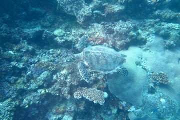 Underwater Fiji © androse