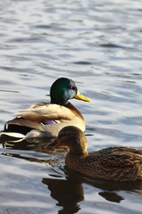 Ducks on the water