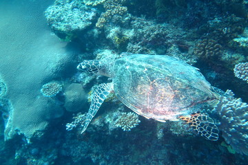 Underwater Fiji © androse