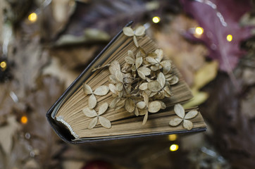 Dried hydrangea flower on a book with leaves on the table