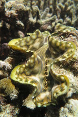 Underwater Fiji