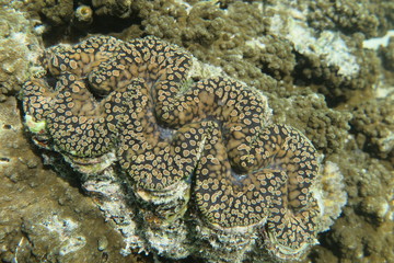 Underwater Fiji