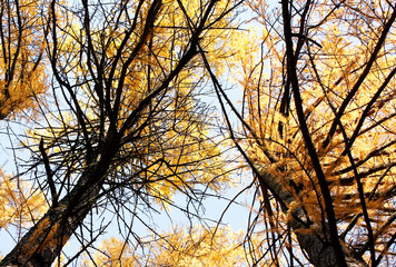 golden leaves in autumn park