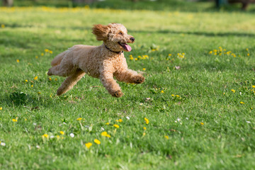 Young poodle running and jumping joyfully in a meadow. Apricot poodle in spring playing on the flower meadow, Vienna, Austria