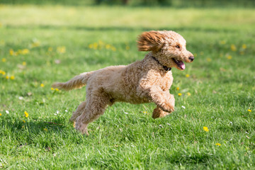 Young poodle running and jumping joyfully in a meadow. Apricot poodle in spring playing on the flower meadow, Vienna, Austria