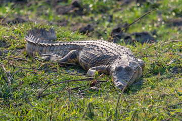 ein Krokodil schläft am Ufer des Chobe Rivers, Chobe Nationalpark, Botswana