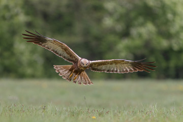 Birds of prey - Marsh Harrier (Circus aeruginosus), landing