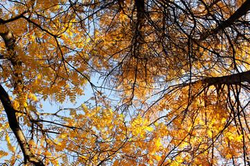 golden leaves in autumn park