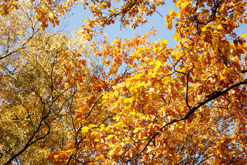 golden leaves in autumn park