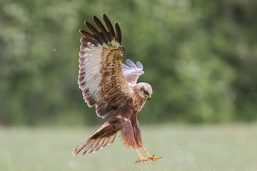 Birds of prey - Marsh Harrier (Circus aeruginosus), landing