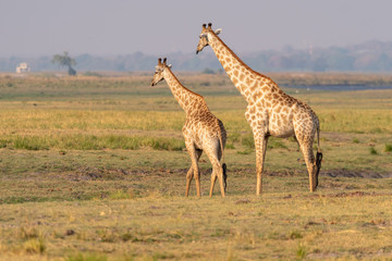 Naklejka na ściany i meble Giraffen am Chobe River, Chobe Nationalpark, Botswana