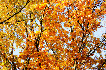 golden leaves in autumn park