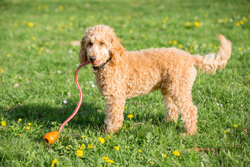 Young apricot poodle portrait. Attentive young six month old poodle dog on meadow between yellow flowers, Vienna, Austria