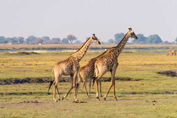 Giraffen schreiten durch saftige Wiesen am Chobe River, Chobe Nationalpark, Botswana