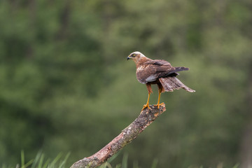 Birds of prey - Marsh Harrier (Circus aeruginosus), landing