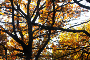 golden leaves in autumn park