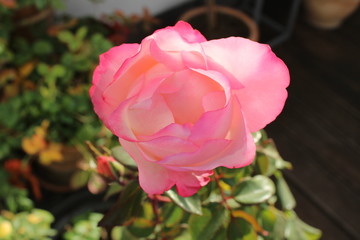 Rose - rosa - pink