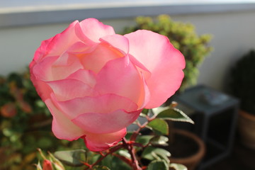 Rose - rosa - pink