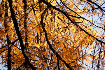 golden leaves in autumn park
