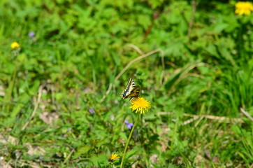 Schmetterling auf Löwenzahn