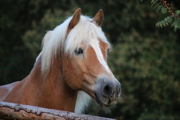 beautiful haflinger head portrait on the paddock in the evening